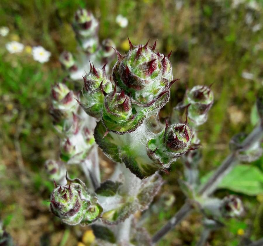 Salvia aethiopis flower