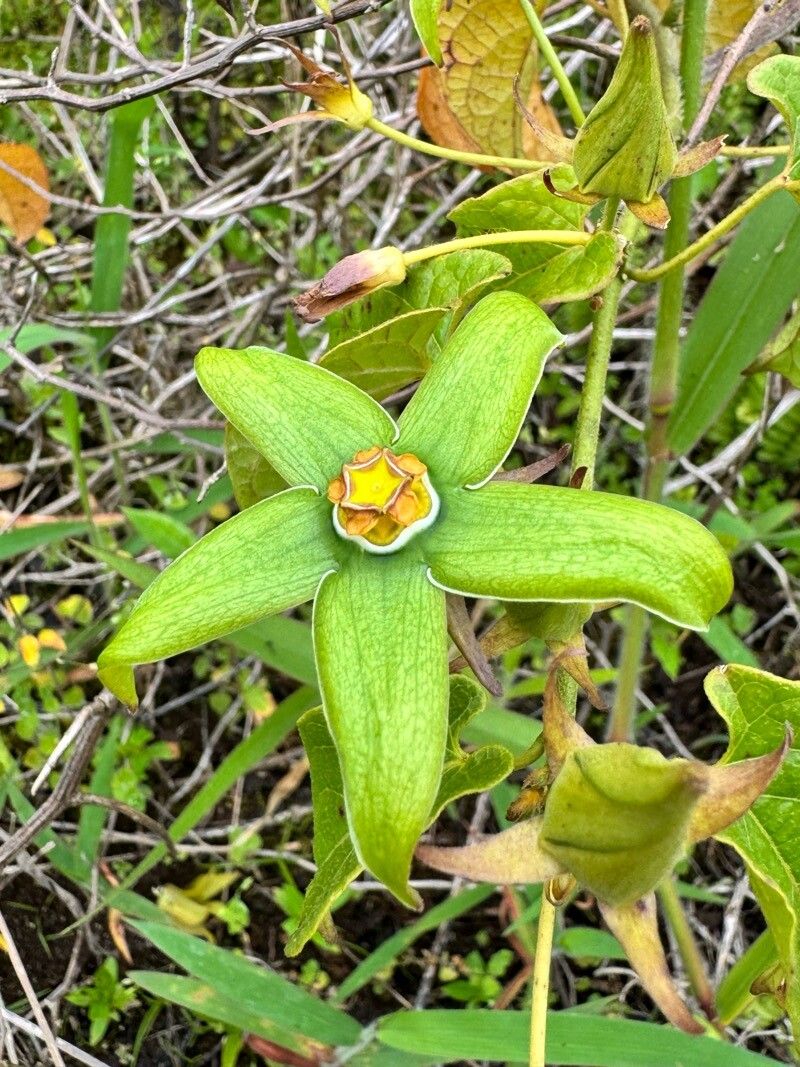 Gonolobus albomarginatus — related species from the same genus