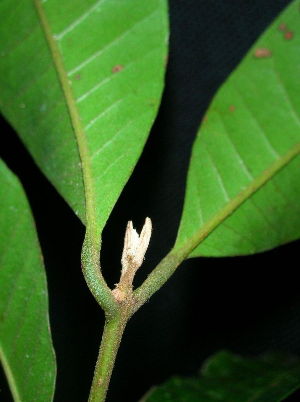 Myrcia aliena — related species from the same genus