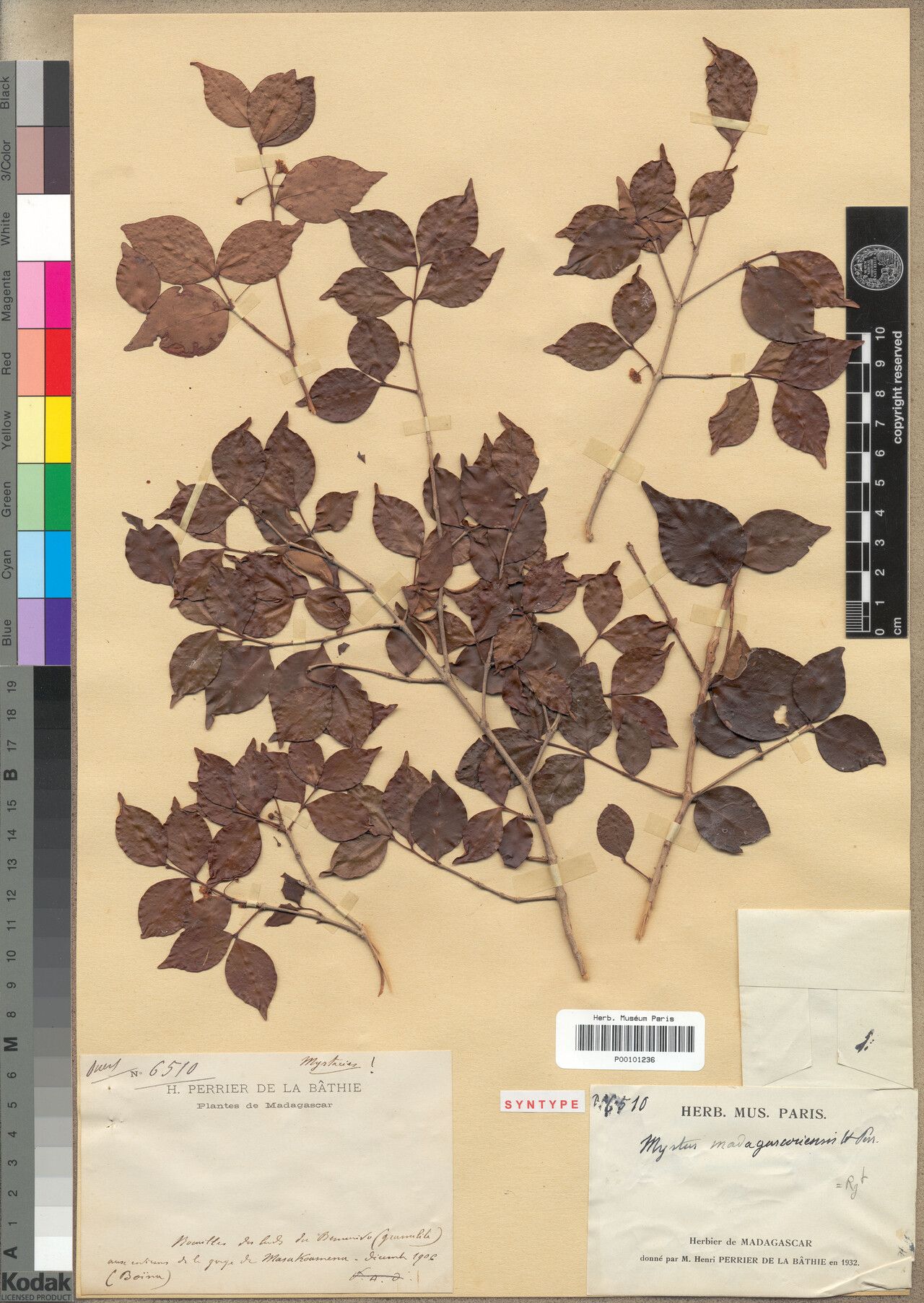 Eugenia madagascariensis — houseplant care guide