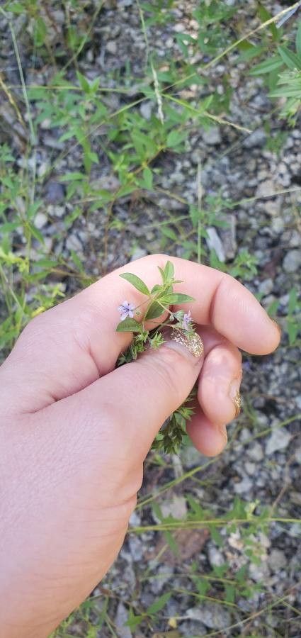 Trichostema brachiatum flower