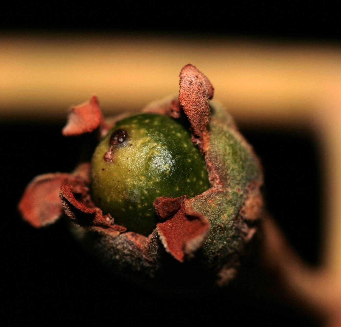 Nectandra villosa fruit