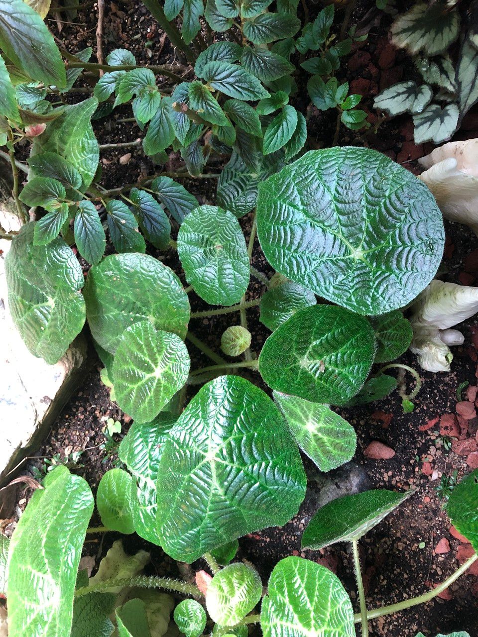 Begonia paulensis habit