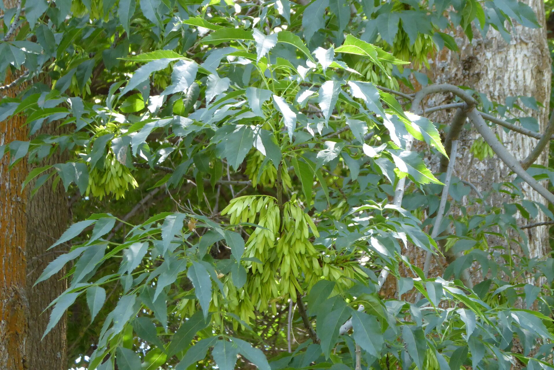 Fraxinus sogdiana — search result for 'Fraxinus'