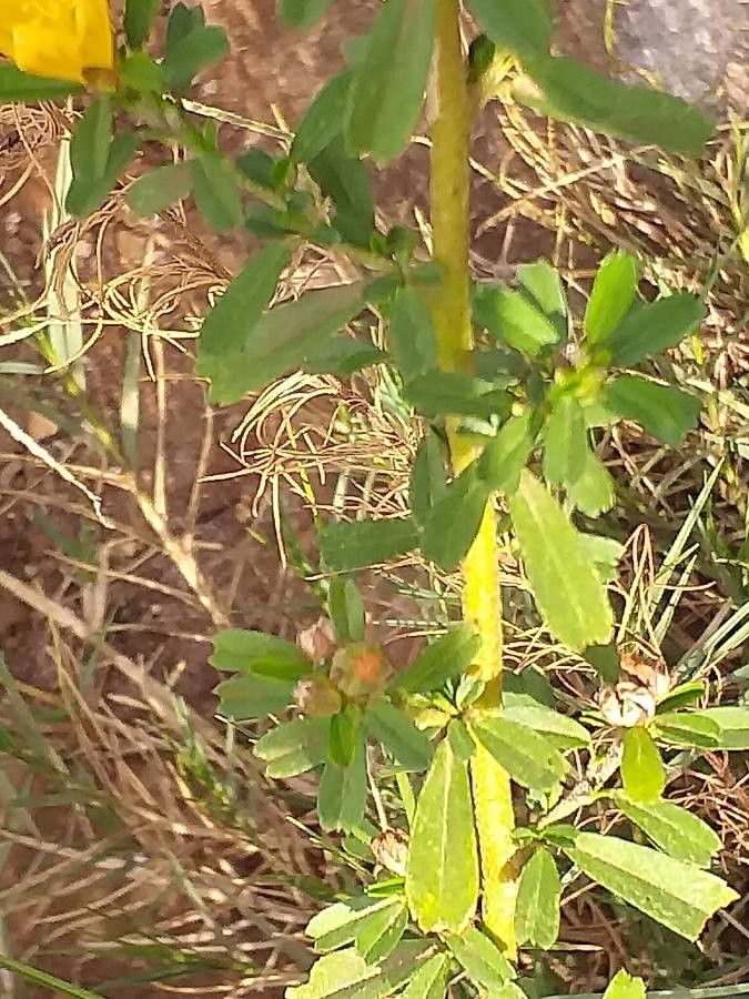 Sida tenuicarpa — search result for 'Sida'