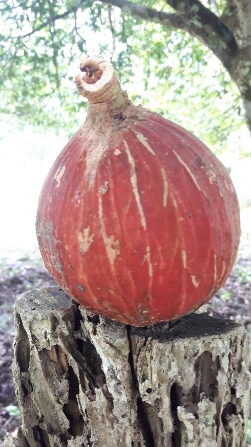 Dysoxylum macranthum fruit