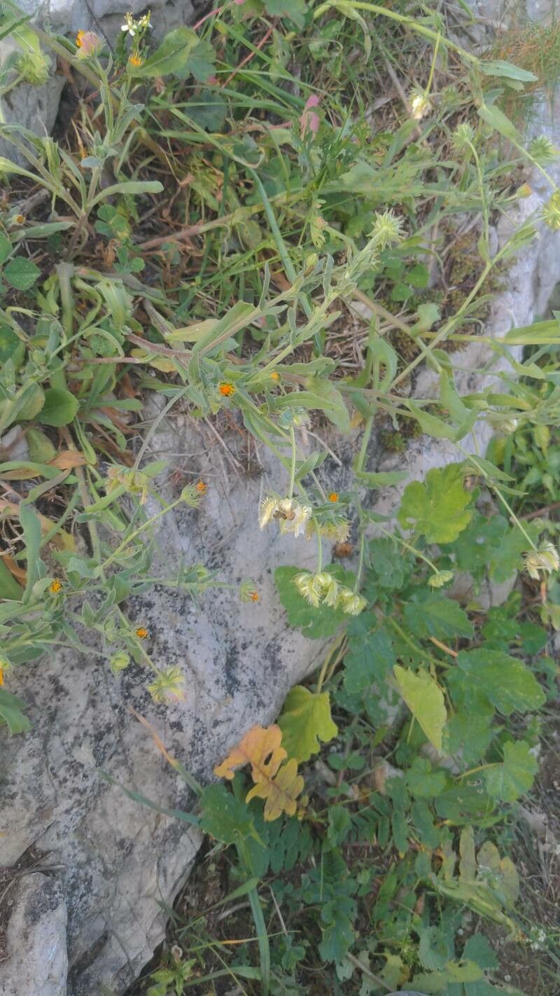 Calendula tripterocarpa habit