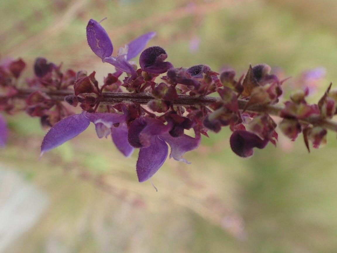 Coleus calaminthoides — houseplant care guide