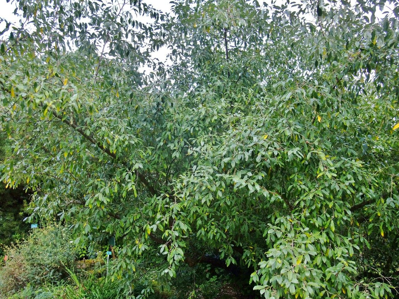 Elaeagnus Parvifolia habit