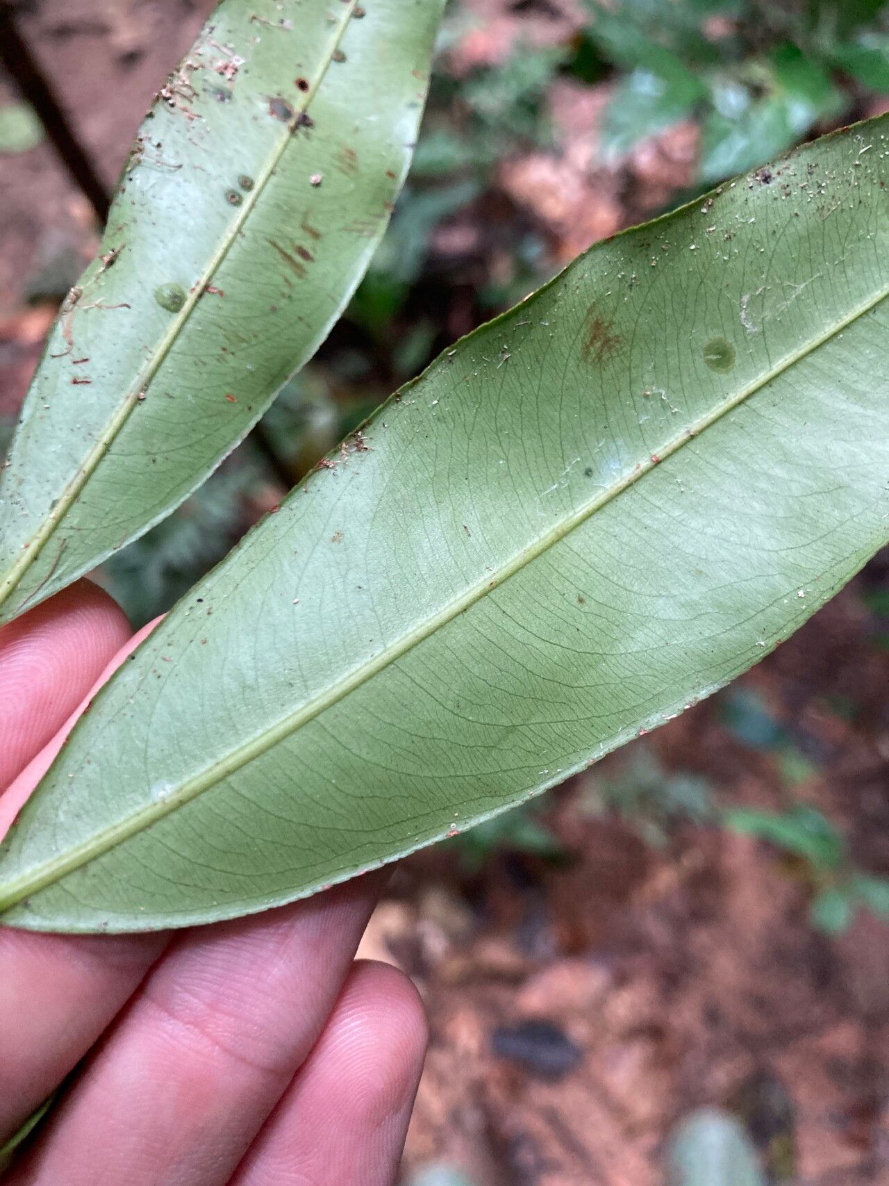 Ouratea discophora leaf