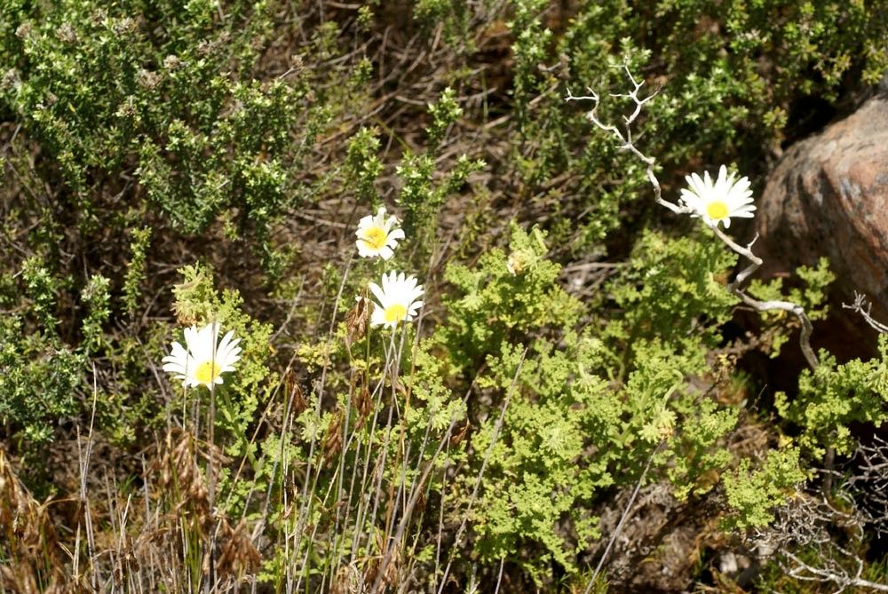 Arctotis aspera habit