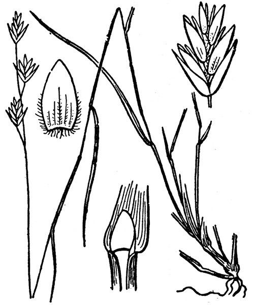 Poa balbisii — houseplant care guide