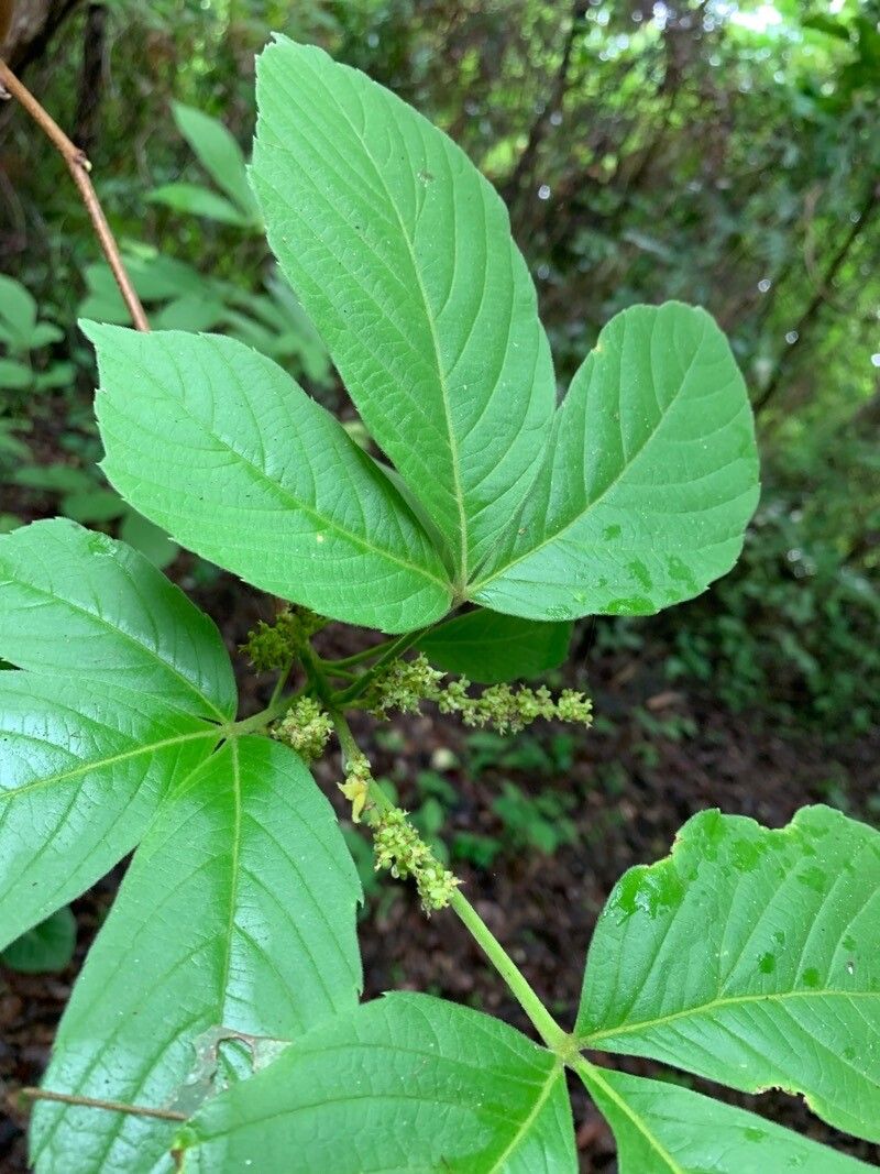 Allophylus racemosus flower