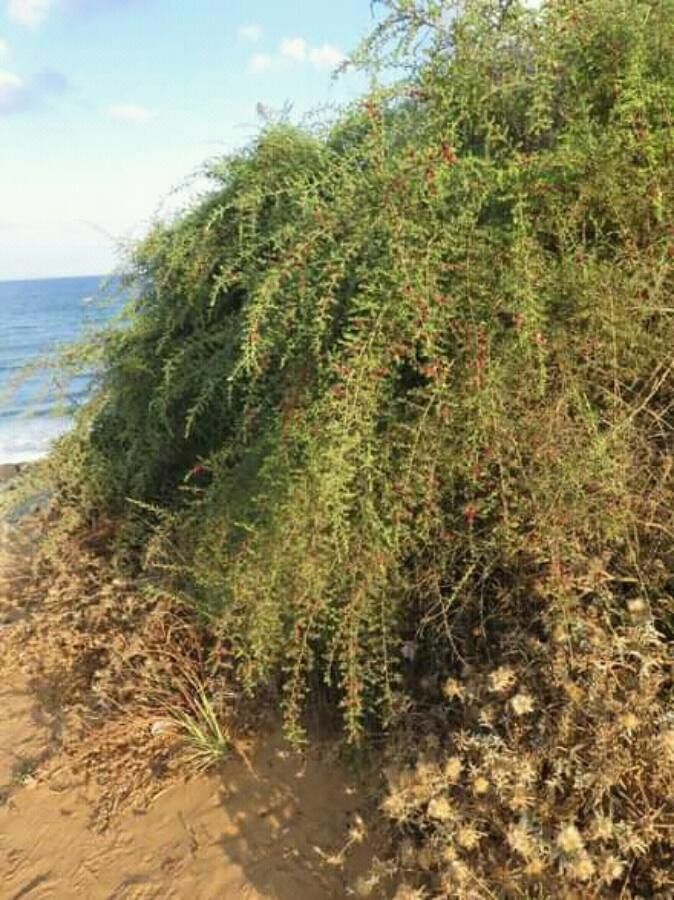 Enchylaena tomentosa — search result for 'Amaranthaceae'