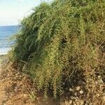 Enchylaena tomentosa