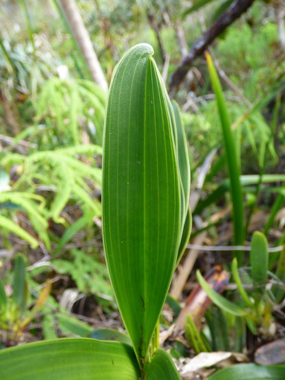 Angraecum bracteosum — houseplant care guide