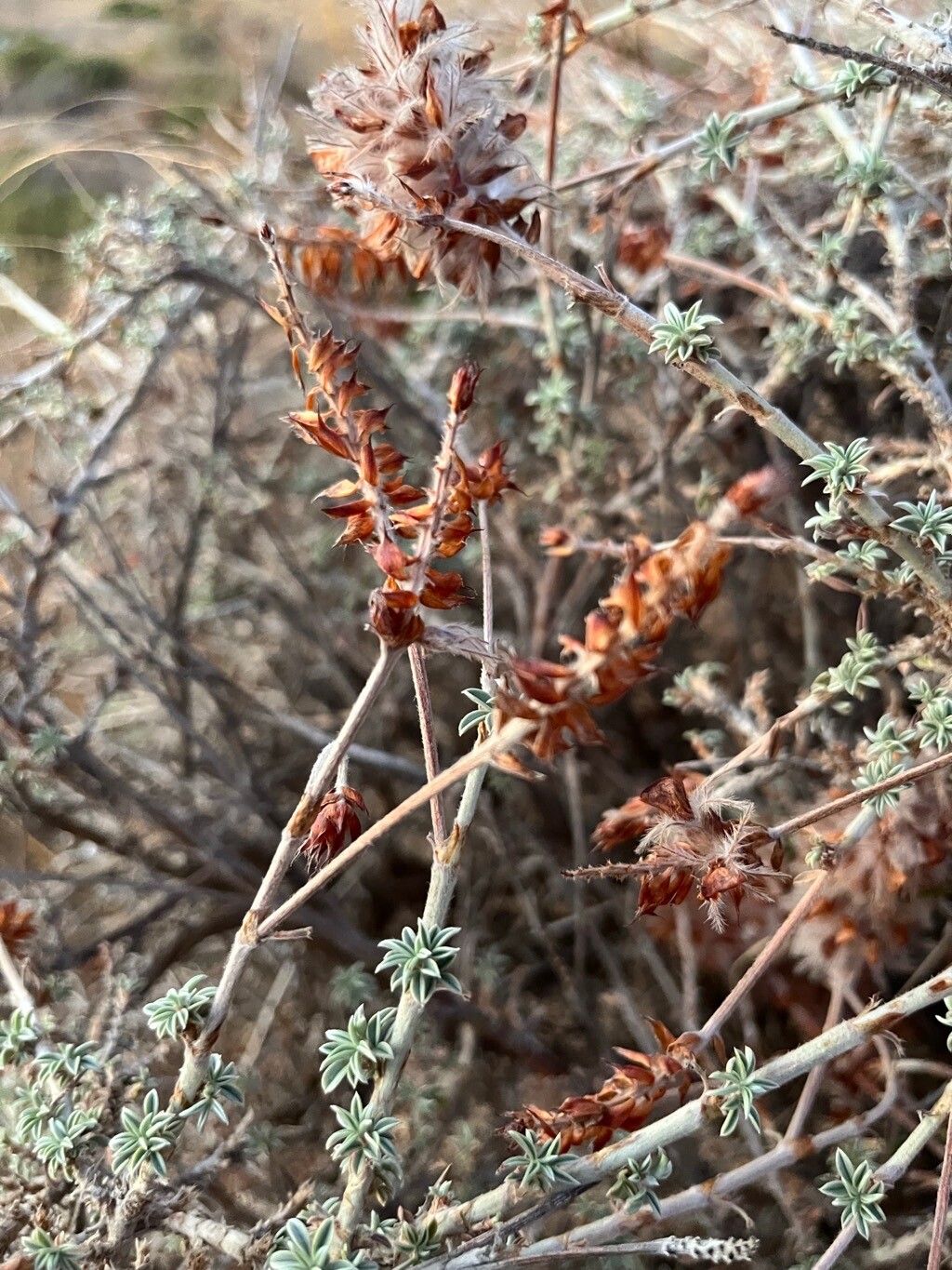 Ebenus cretica fruit