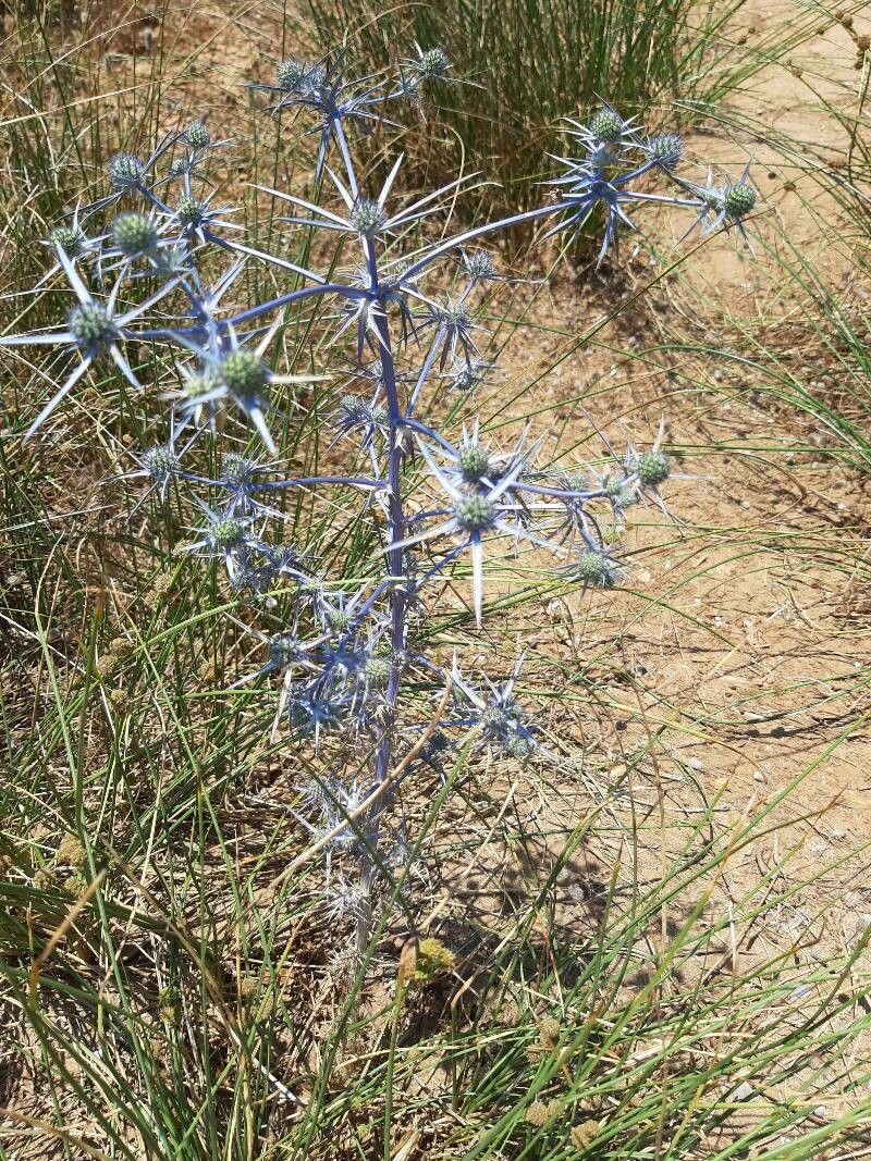 Eryngium amethystinum fruit