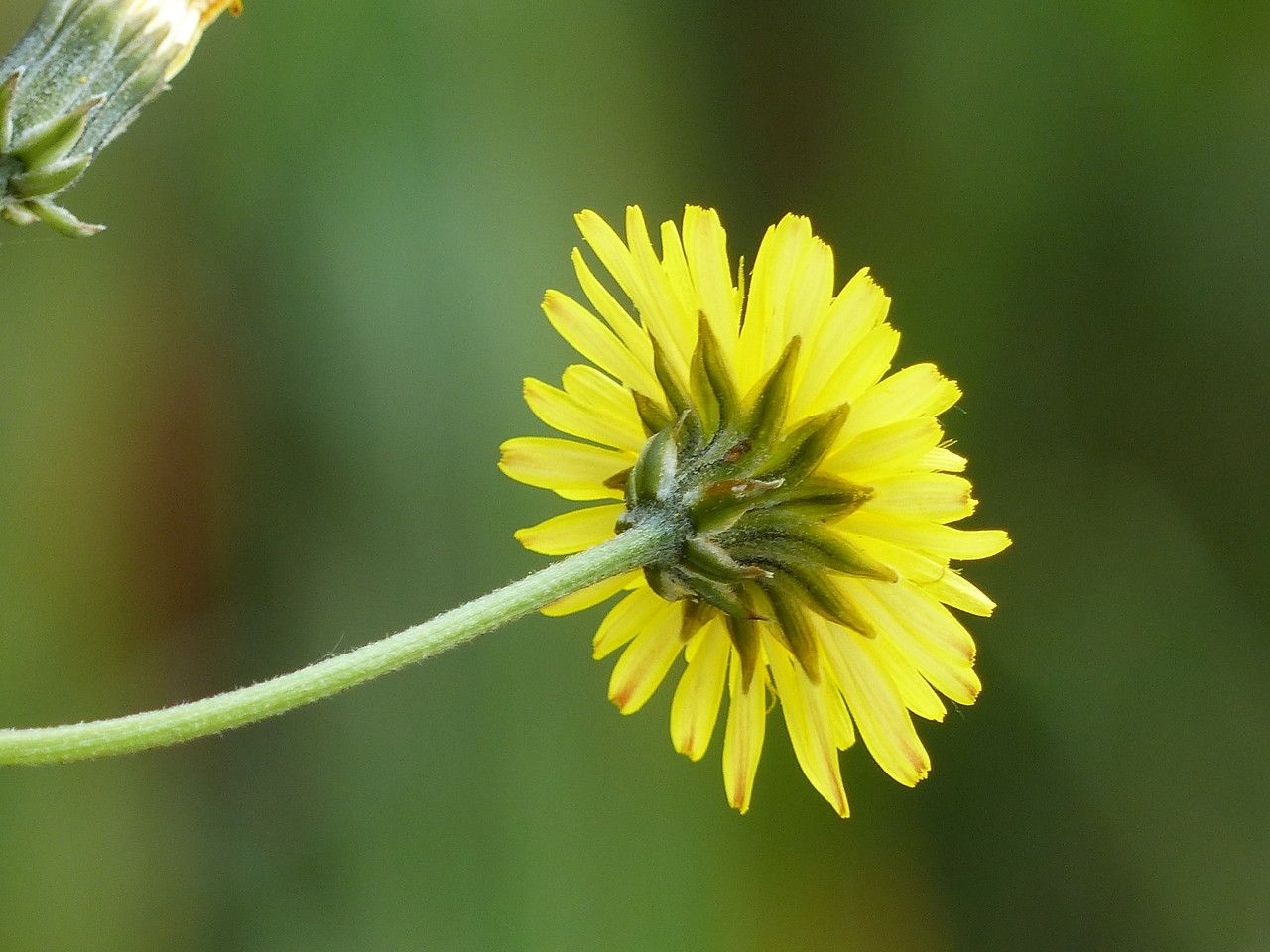 Crepis setosa flower