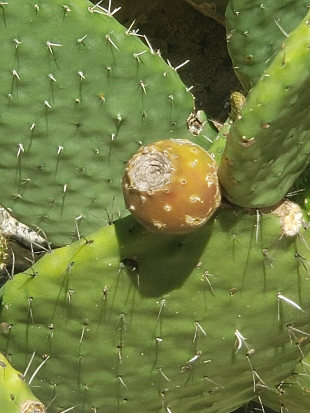 Tacinga saxatilis fruit