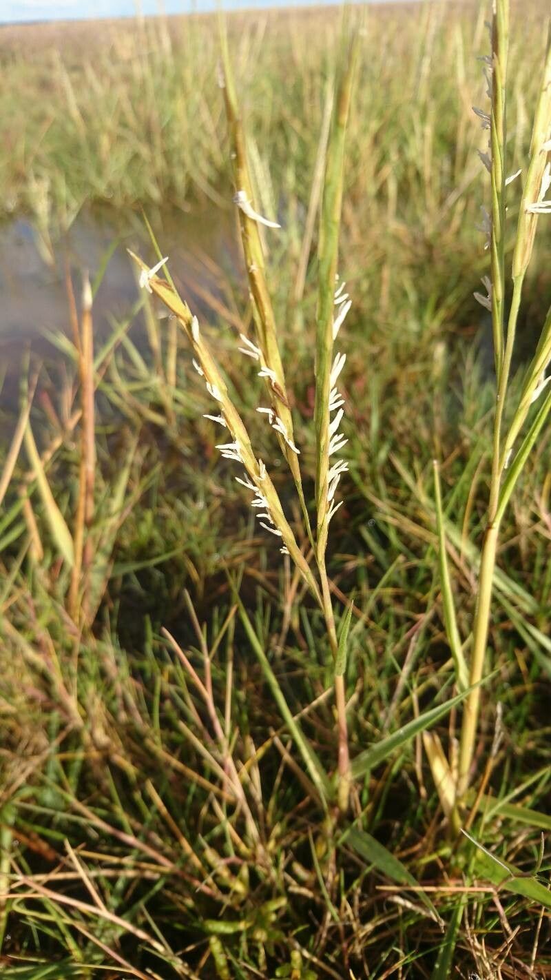 Spartina anglica habit