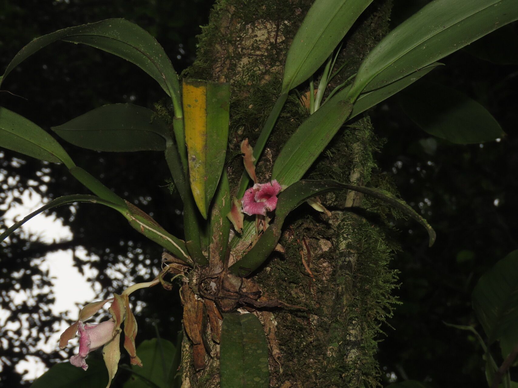 Trichopilia marginata — related species from the same genus