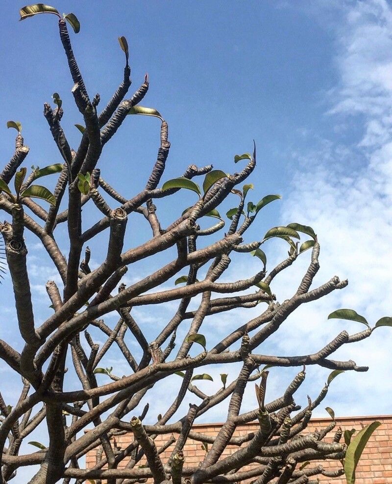 Cussonia arborea — related species from the same genus