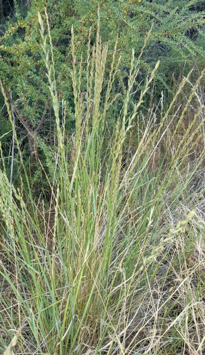 Elymus elongatus habit