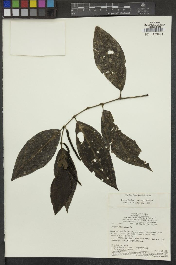 Piper belterraense — houseplant care guide