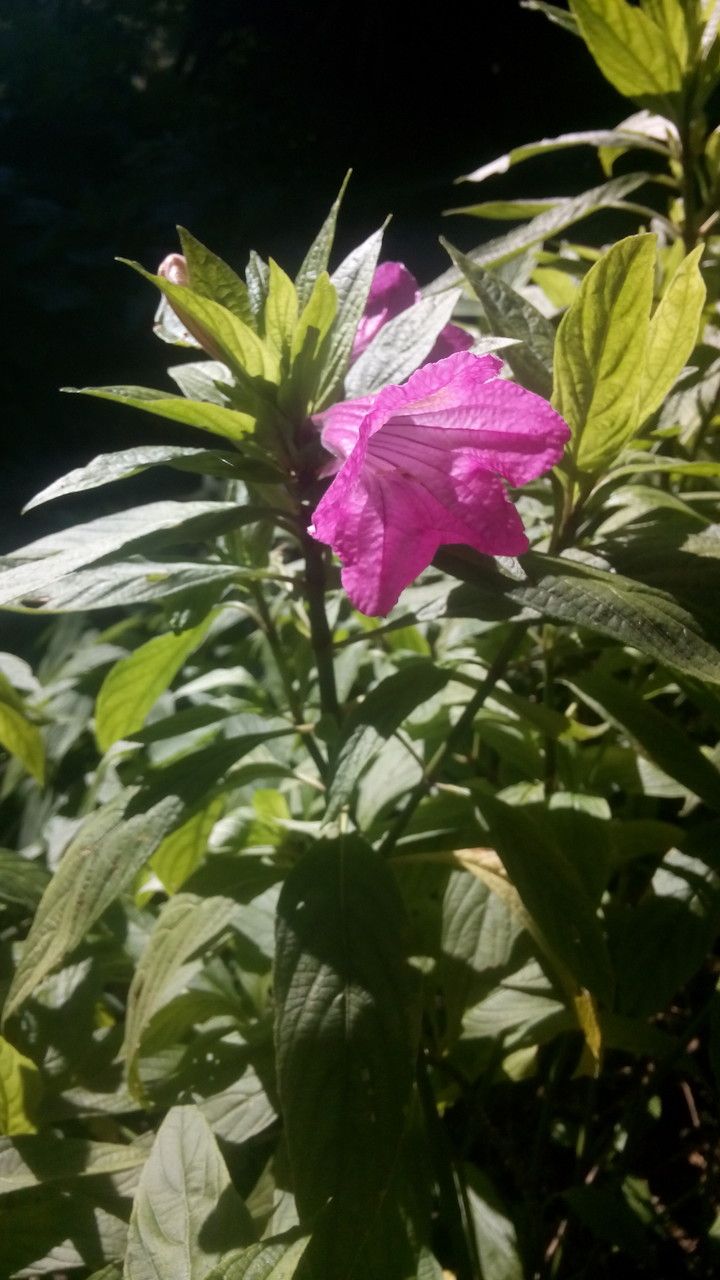 Ruellia macrantha flower