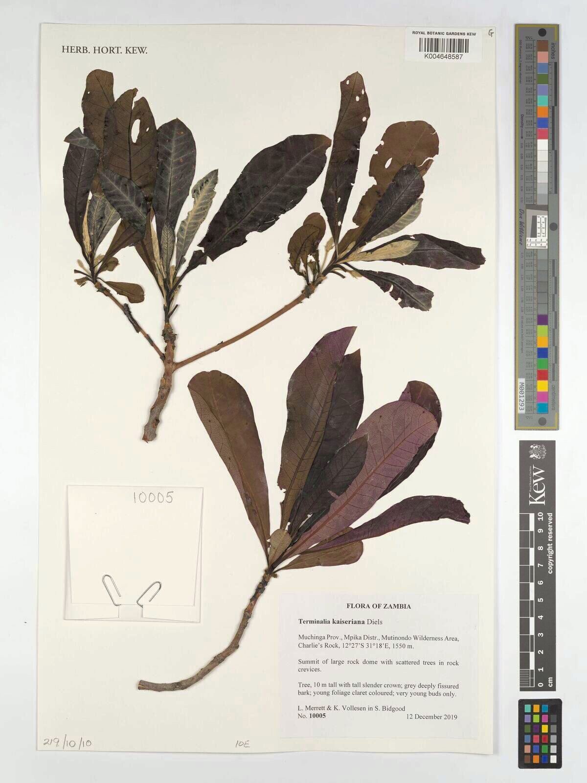 Terminalia kaiseriana — search result for 'Terminalia'