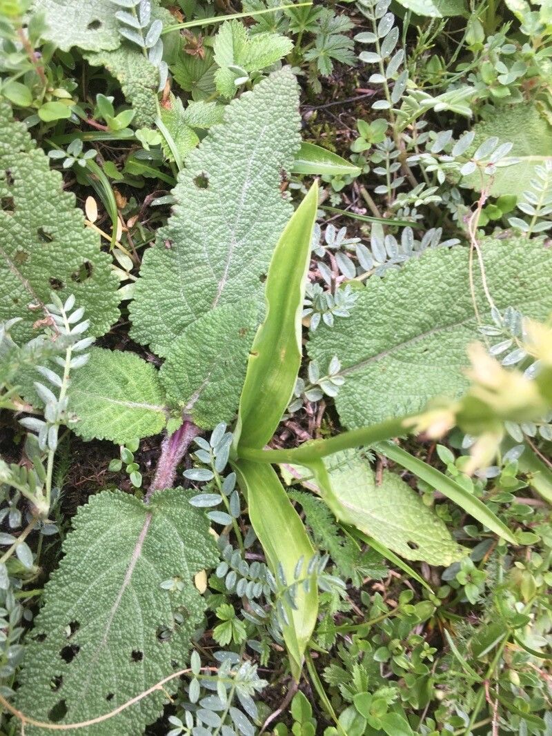 Herminium monorchis leaf