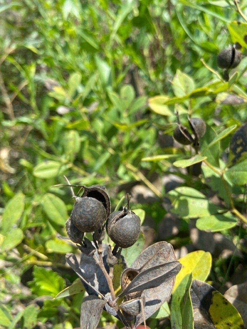 Baptisia nuttalliana fruit