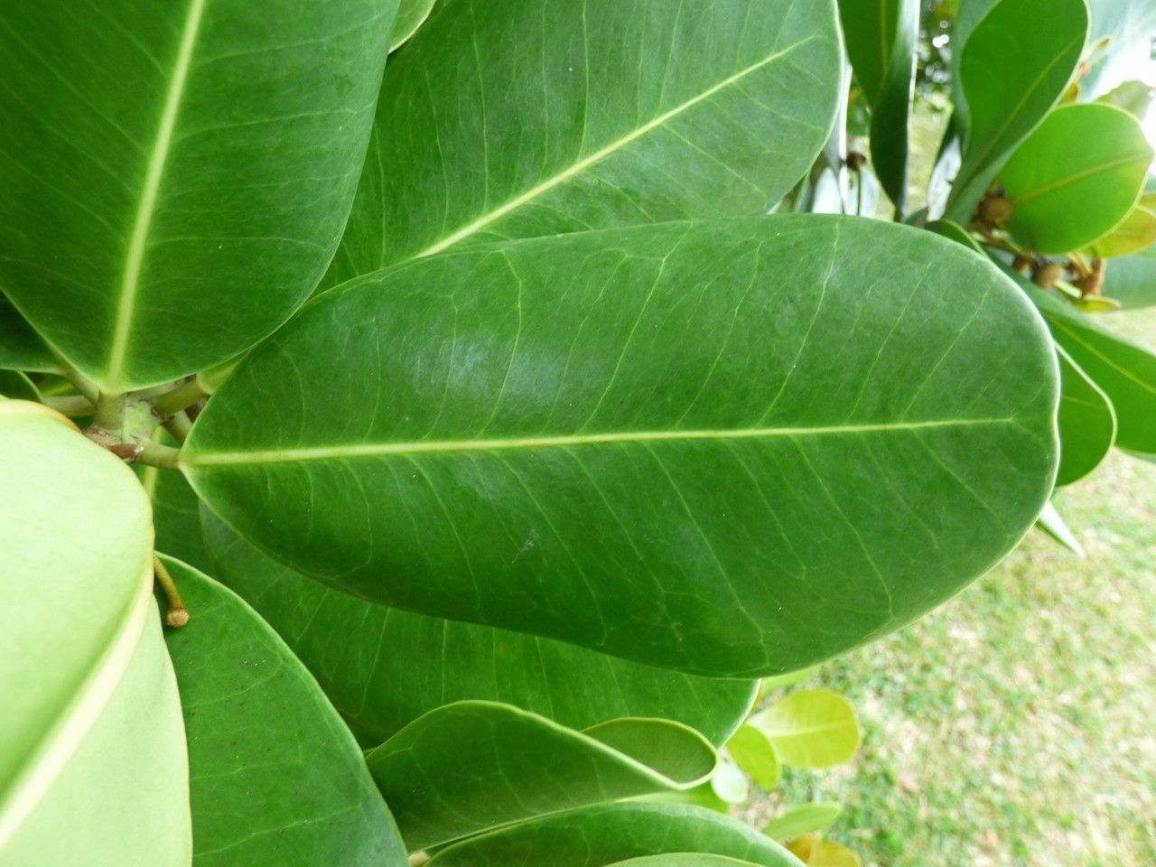 Noronhia emarginata leaf
