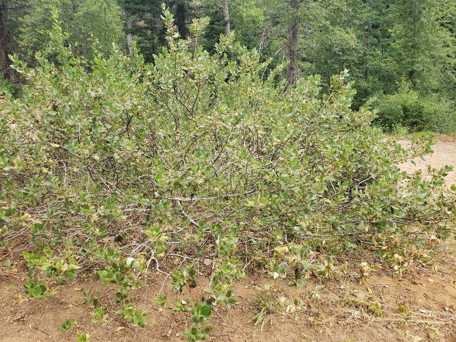 Ceanothus velutinus habit