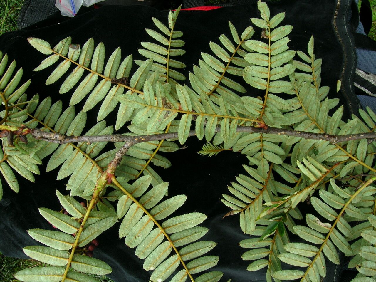 Sorbus himalaica — houseplant care guide