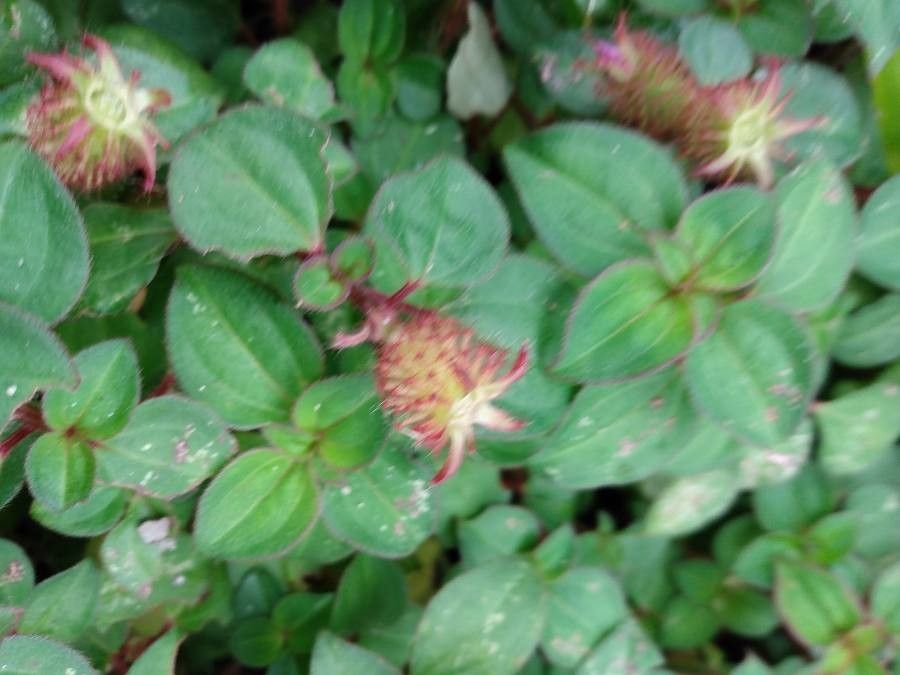 Dissotis rotundifolia fruit
