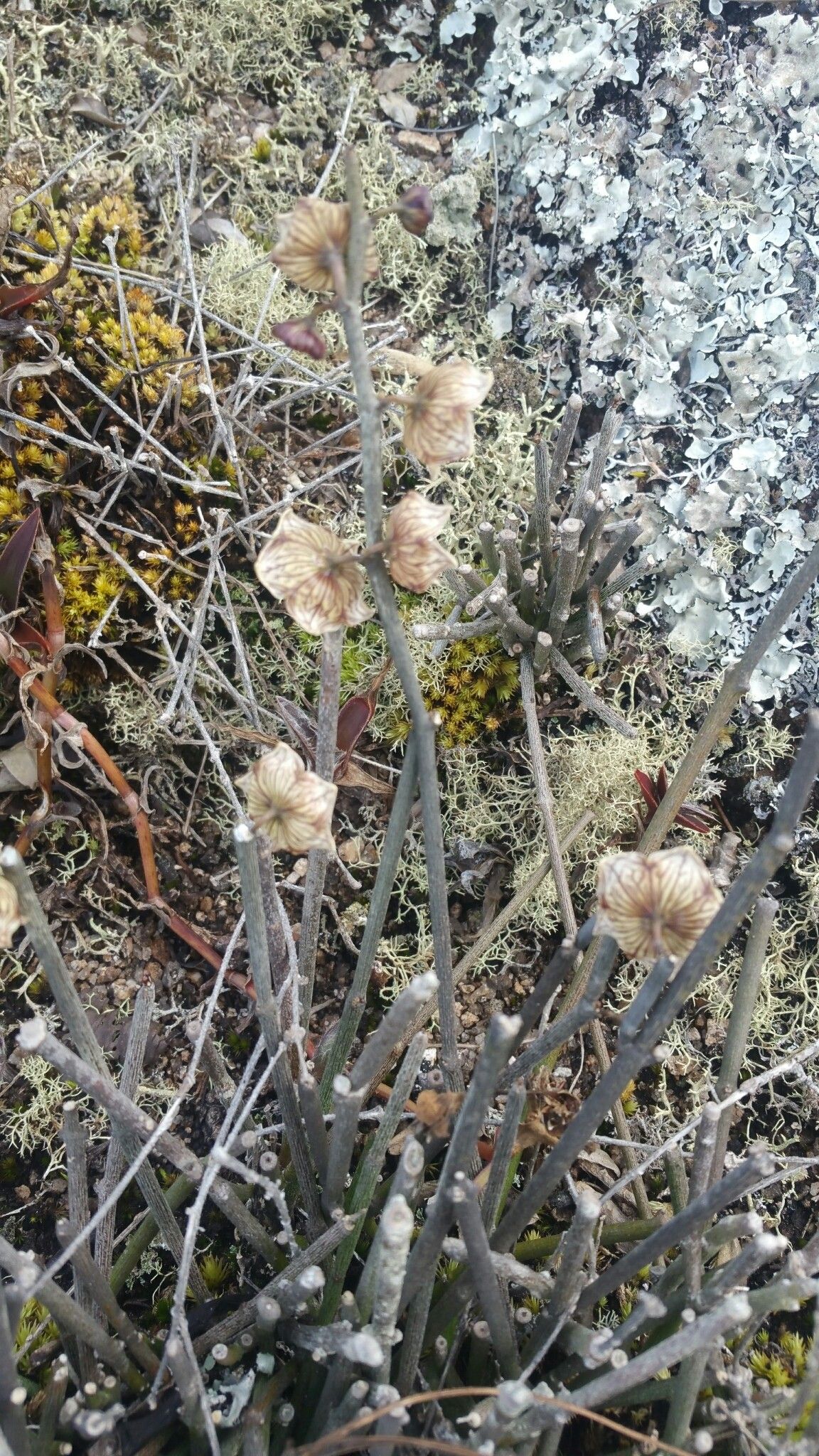 Cynanchum insigne — houseplant care guide