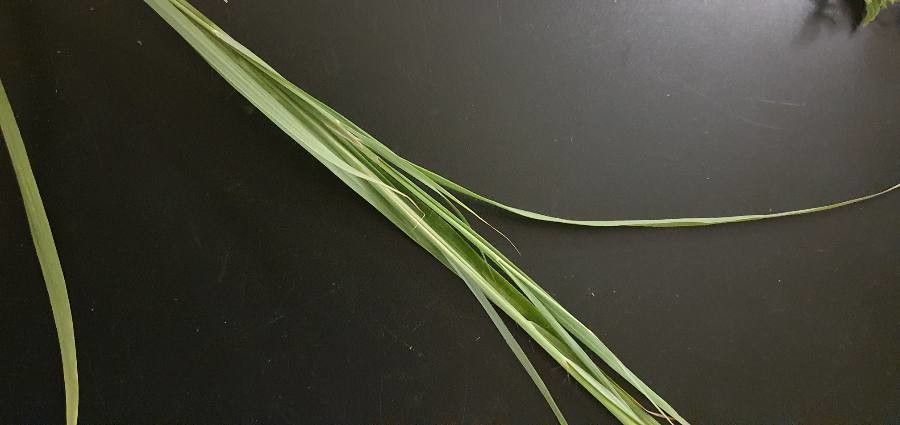 Andropogon schirensis — search result for 'Andropogon'