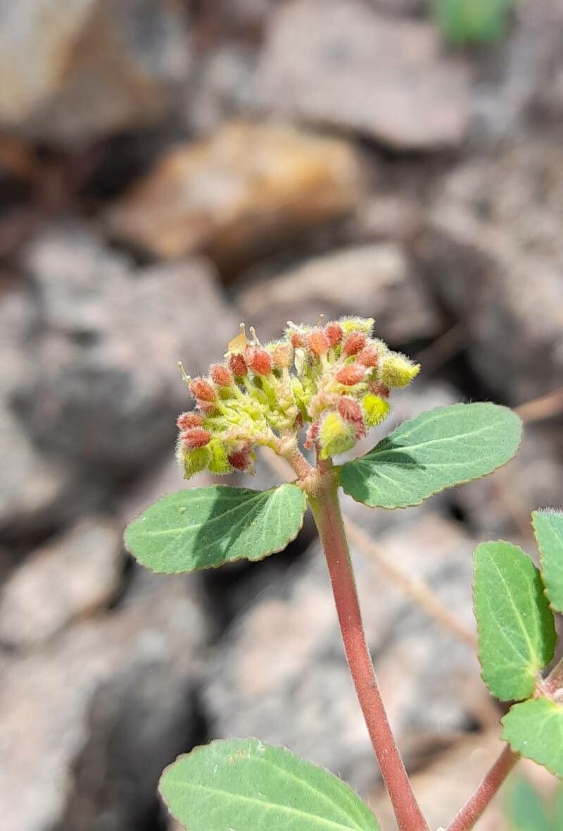 Euphorbia berteroana flower