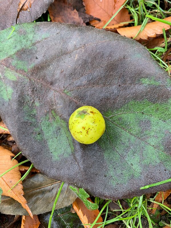 Ehretia dicksonii fruit