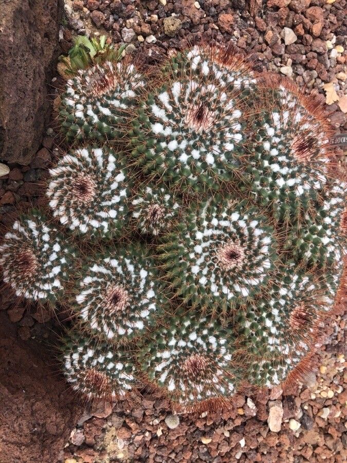 Mammillaria standleyi — search result for 'Mammillaria'