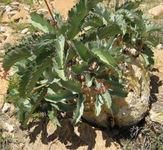 Cyphostemma seitzianum habit