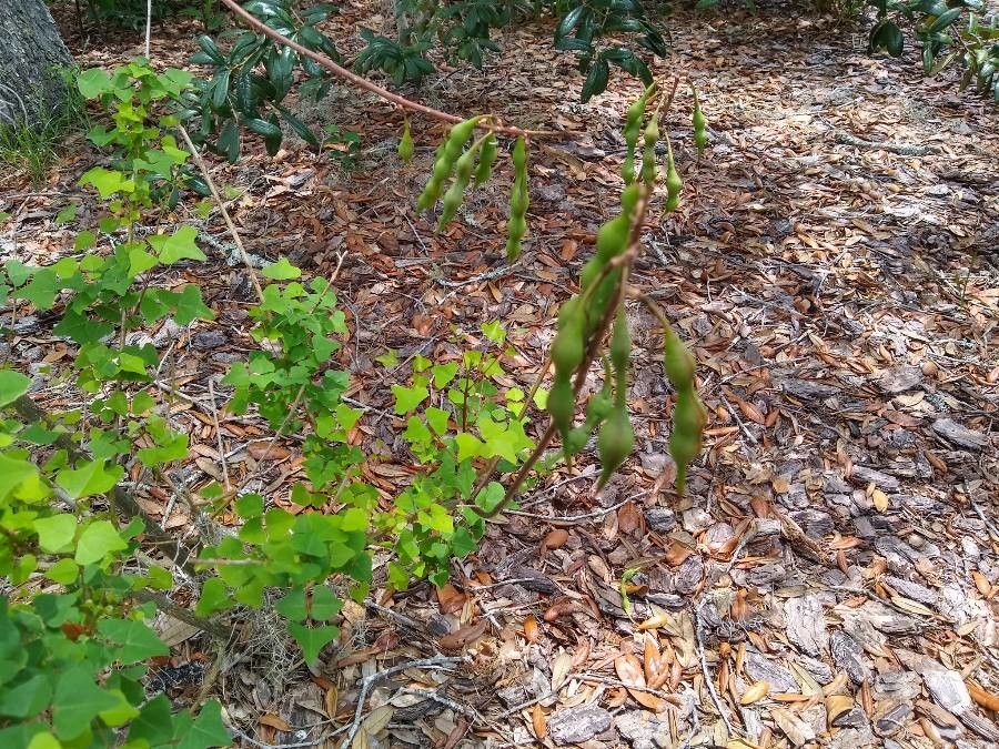 Erythrina herbacea fruit