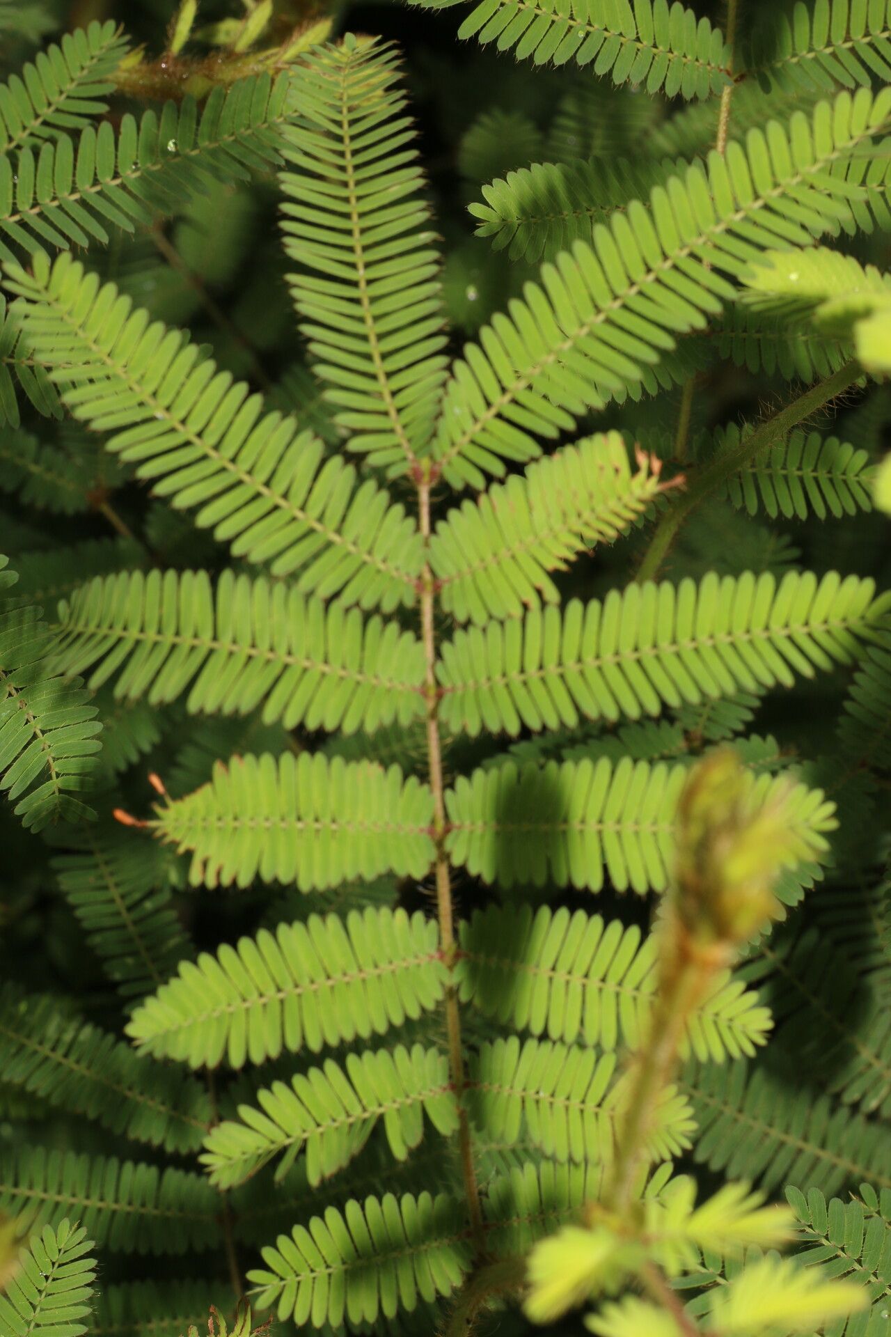 Mimosa camporum — search result for 'Mimosa'