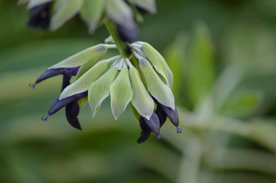 Salvia discolor flower
