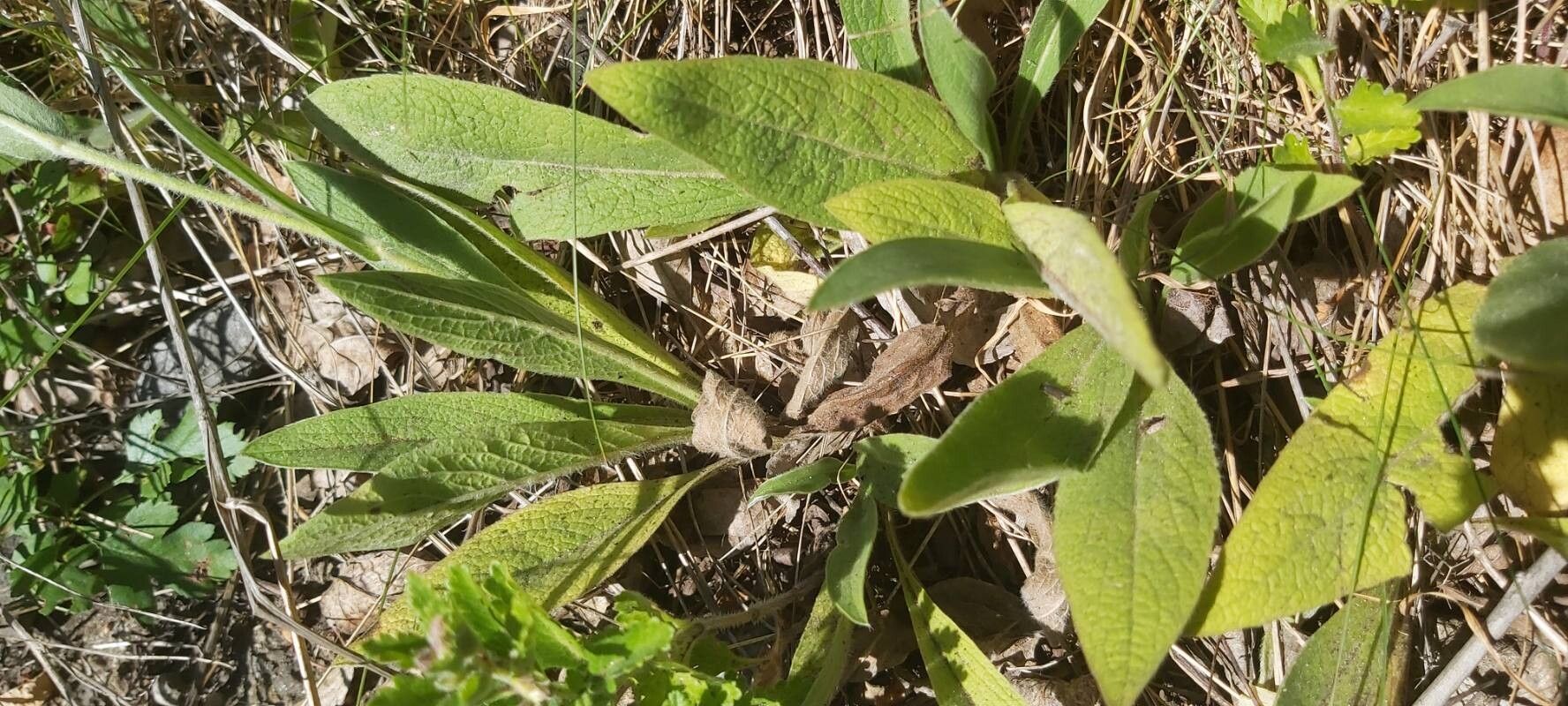 Pentanema oculus-christi leaf