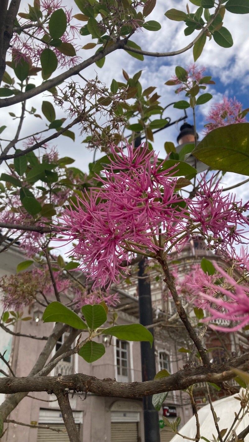 Chionanthus pubescens — search result for 'Chionanthus'