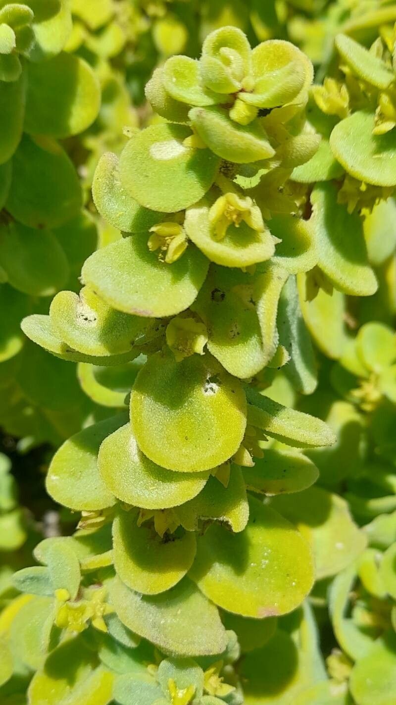 Tetragonia maritima — houseplant care guide