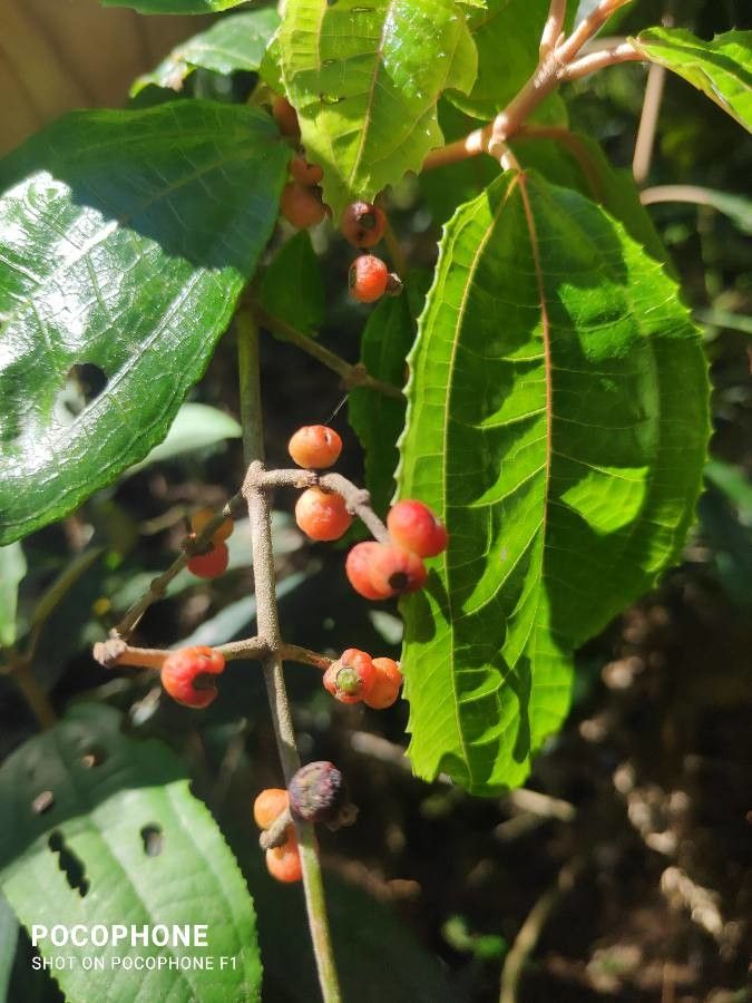 Miconia hyemalis fruit